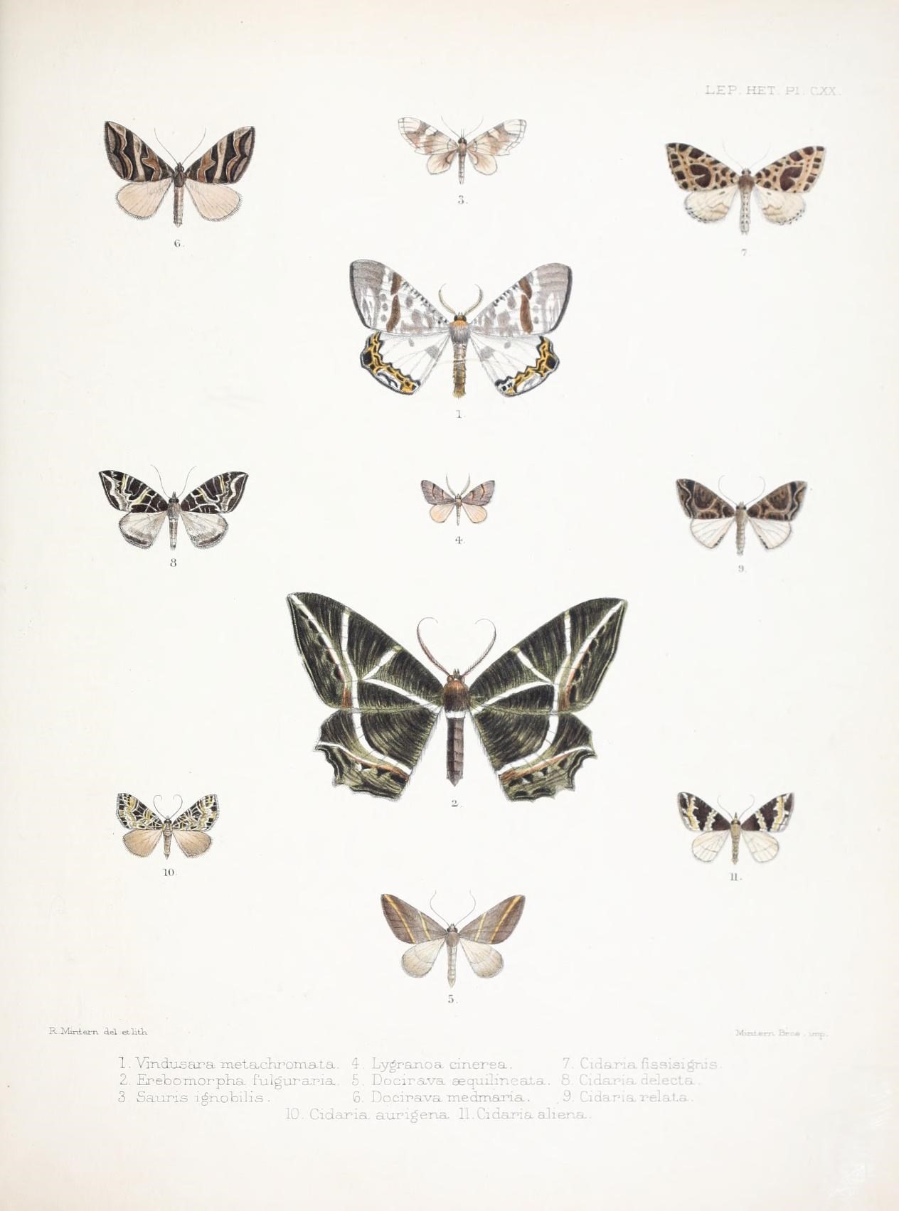An 1886 British Museum plate arranging and naming six moth specimens.